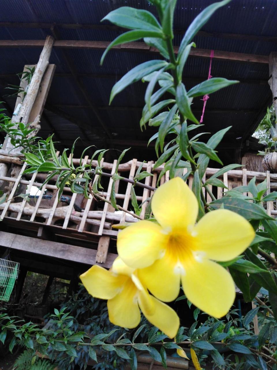 Tree Lodge Banlung Exterior photo